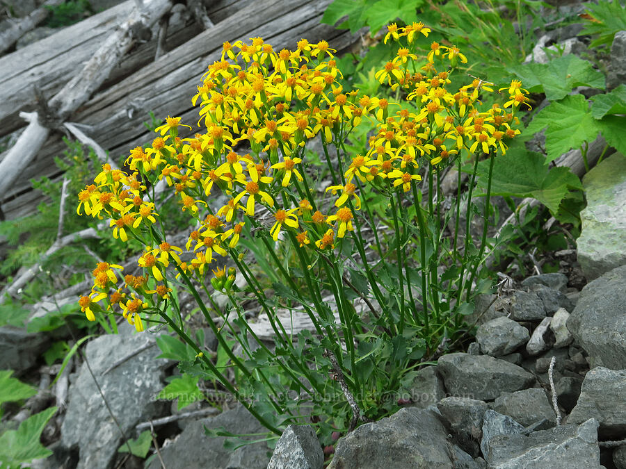 Rocky Mountain groundsel (Packera streptanthifolia (Senecio streptanthifolius)) [Esmeralda Basin Trail, Okanogan-Wenatchee National Forest, Kittitas County, Washington]