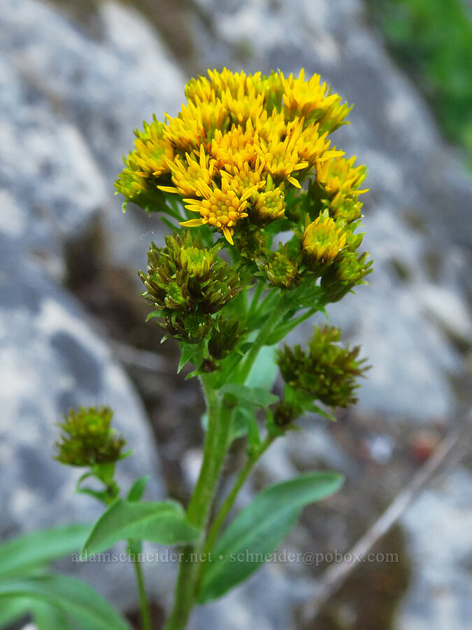 northern goldenrod (Solidago multiradiata) [Esmeralda Basin Trail, Okanogan-Wenatchee National Forest, Kittitas County, Washington]