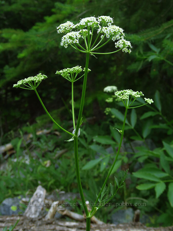 Gray's lovage (Ligusticum grayi) [Esmeralda Basin Trail, Okanogan-Wenatchee National Forest, Kittitas County, Washington]