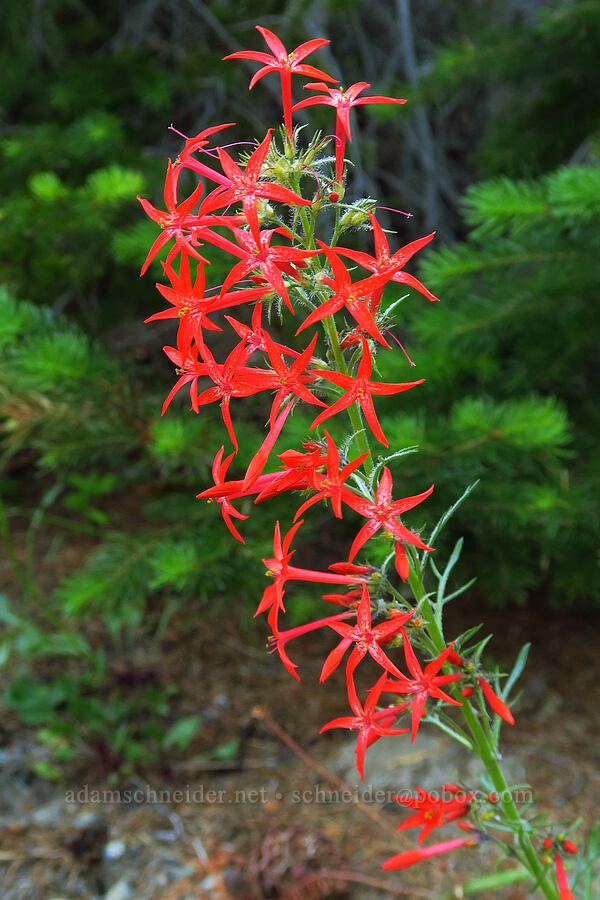 scarlet gilia (Ipomopsis aggregata) [Esmeralda Basin Trail, Okanogan-Wenatchee National Forest, Kittitas County, Washington]