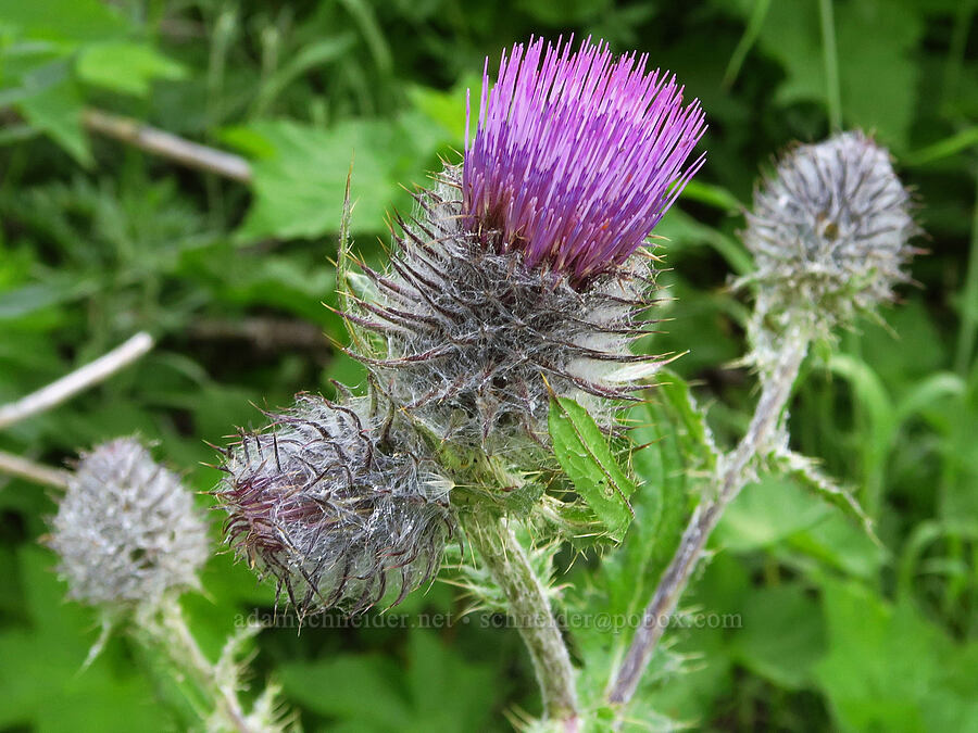 Wenatchee thistle (Cirsium edule var. wenatchense) [Esmeralda Basin Trail, Okanogan-Wenatchee National Forest, Kittitas County, Washington]