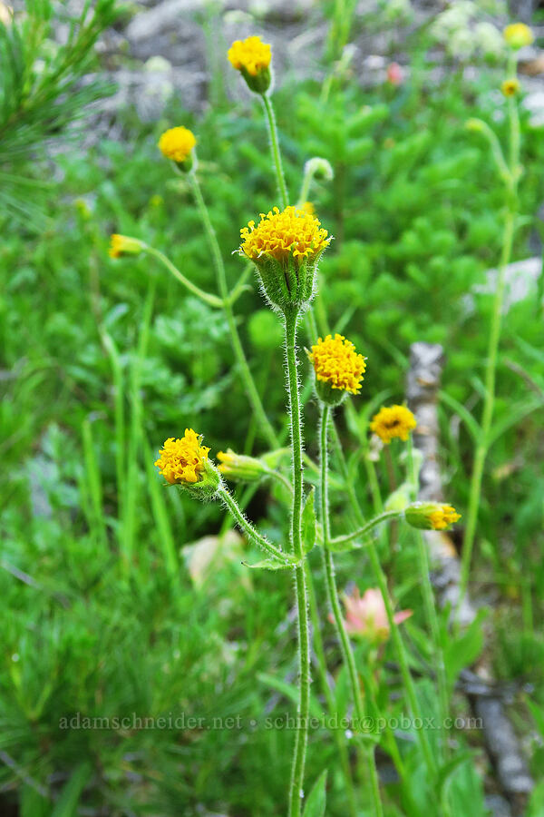 Parry's arnica (Arnica parryi) [Esmeralda Basin Trail, Okanogan-Wenatchee National Forest, Kittitas County, Washington]