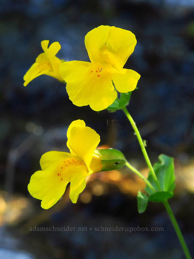 monkeyflower (which?) (Erythranthe sp. (Mimulus sp.)) [Esmeralda Basin Trail, Okanogan-Wenatchee National Forest, Kittitas County, Washington]