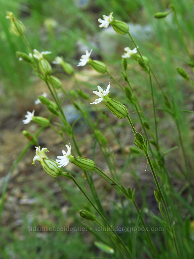 Parry's catchfly (Silene parryi) [Esmeralda Basin Trail, Okanogan-Wenatchee National Forest, Kittitas County, Washington]