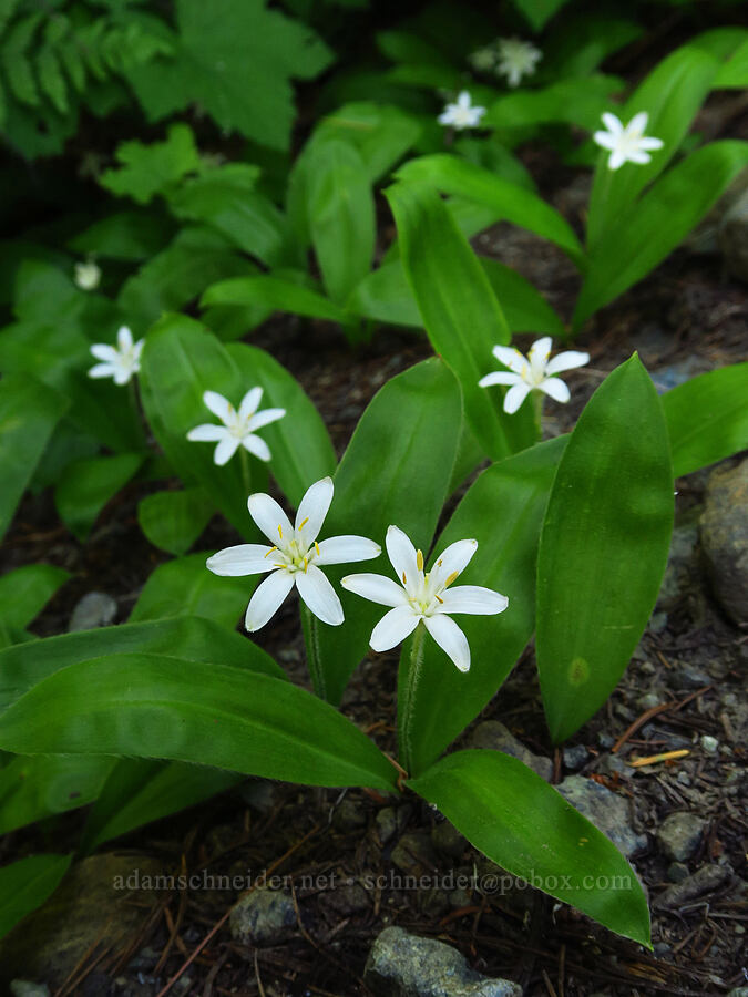 bead lilies (Clintonia uniflora) [Esmeralda Basin Trail, Okanogan-Wenatchee National Forest, Kittitas County, Washington]