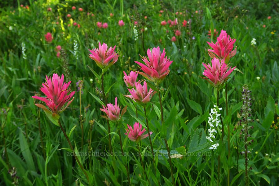 pink paintbrush (Castilleja miniata) [Esmeralda Basin Trail, Okanogan-Wenatchee National Forest, Kittitas County, Washington]