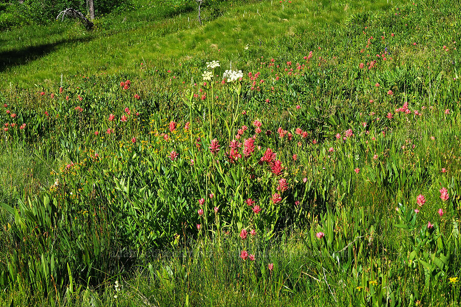 wildflowers (Castilleja miniata, Angelica arguta, Senecio triangularis, Platanthera dilatata (Habenaria dilatata) (Piperia dilatata), Dodecatheon jeffreyi (Primula jeffreyi)) [Esmeralda Basin Trail, Okanogan-Wenatchee National Forest, Kittitas County, Washington]