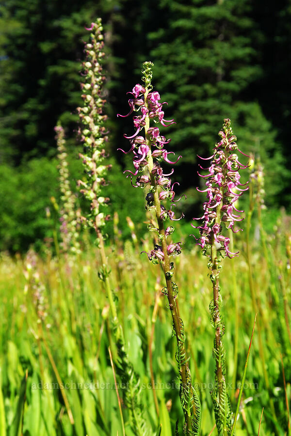 elephant's-head lousewort (Pedicularis groenlandica) [Esmeralda Basin Trail, Okanogan-Wenatchee National Forest, Kittitas County, Washington]