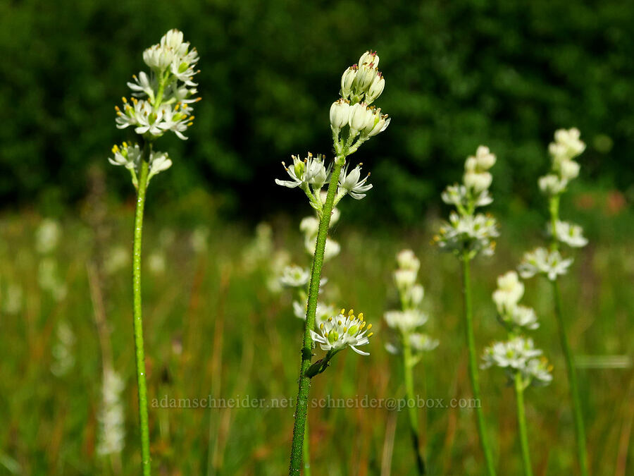 western false asphodel (Triantha occidentalis ssp. brevistyla (Tofieldia glutinosa var. brevistyla)) [Esmeralda Basin Trail, Okanogan-Wenatchee National Forest, Kittitas County, Washington]