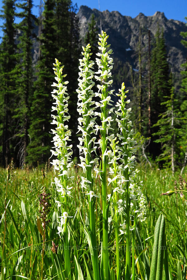 white bog orchids (Platanthera dilatata (Habenaria dilatata) (Piperia dilatata)) [Esmeralda Basin Trail, Okanogan-Wenatchee National Forest, Kittitas County, Washington]