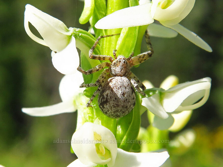 running crab spider on a white bog orchid (Philodromus sp., Platanthera dilatata (Habenaria dilatata) (Piperia dilatata)) [Esmeralda Basin Trail, Okanogan-Wenatchee National Forest, Kittitas County, Washington]