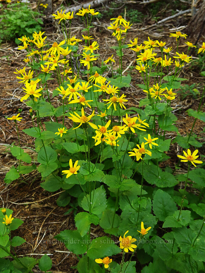 broad-leaf arnica (Arnica latifolia) [Esmeralda Basin Trail, Okanogan-Wenatchee National Forest, Kittitas County, Washington]