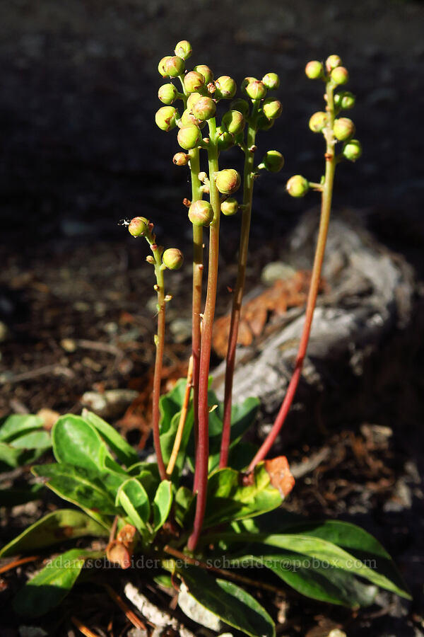 tooth-leaf pyrola (Pyrola dentata (Pyrola picta)) [Esmeralda Basin Trail, Okanogan-Wenatchee National Forest, Kittitas County, Washington]