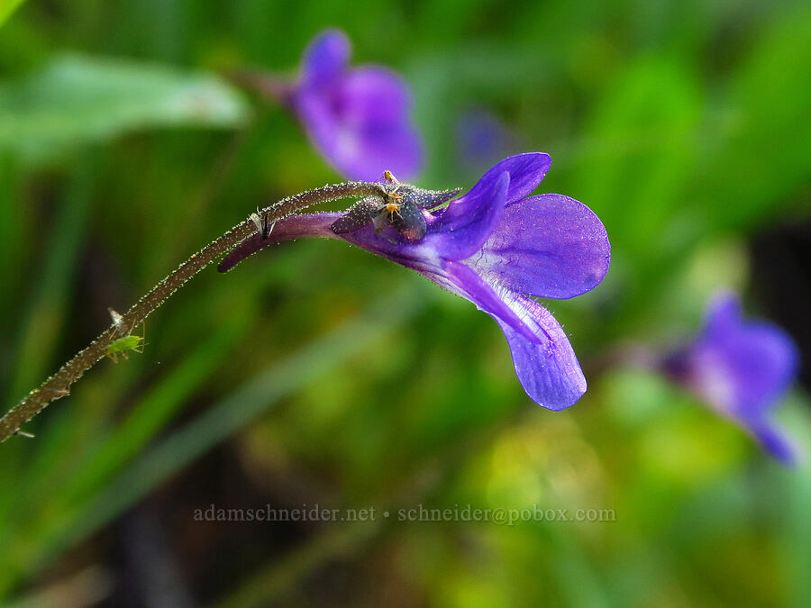 butterwort (Pinguicula macroceras (Pinguicula vulgaris ssp. macroceras)) [Esmeralda Basin Trail, Okanogan-Wenatchee National Forest, Kittitas County, Washington]