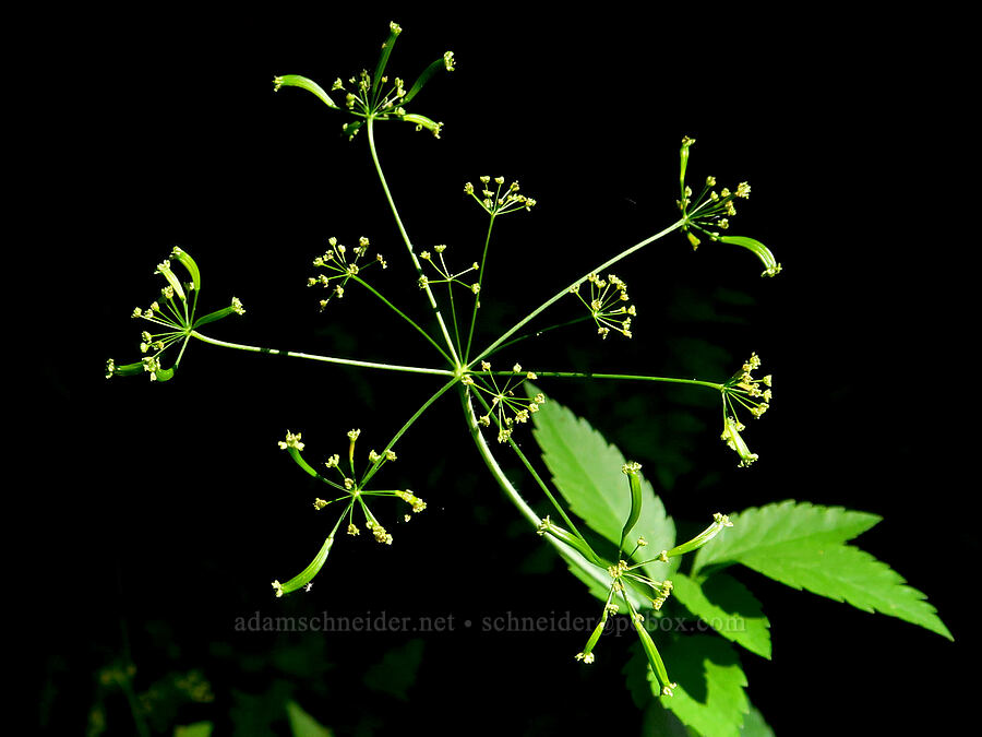 western sweet-cicely, going to seed (Osmorhiza occidentalis) [Esmeralda Basin Trail, Okanogan-Wenatchee National Forest, Kittitas County, Washington]