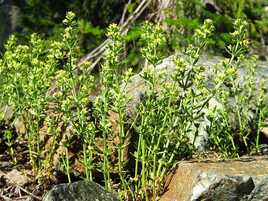 intermountain bedstraw (Galium serpenticum (Galium multiflorum)) [Esmeralda Basin Trail, Okanogan-Wenatchee National Forest, Kittitas County, Washington]