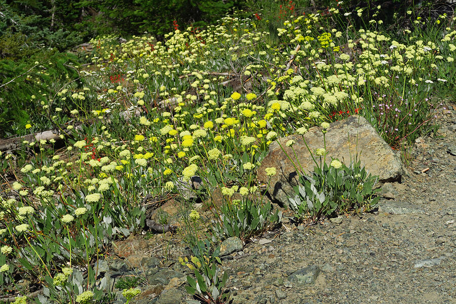 heart-leaf buckwheat (Eriogonum compositum) [Esmeralda Basin Trail, Okanogan-Wenatchee National Forest, Kittitas County, Washington]