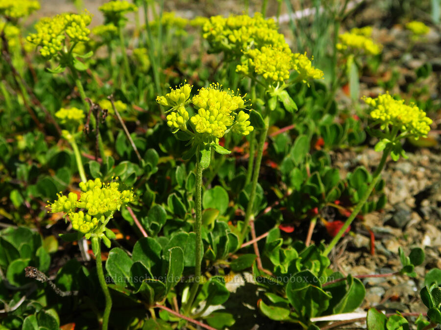 Kittitas sulphur-flower buckwheat (Eriogonum umbellatum var. hypoleium) [Esmeralda Basin Trail, Okanogan-Wenatchee National Forest, Kittitas County, Washington]