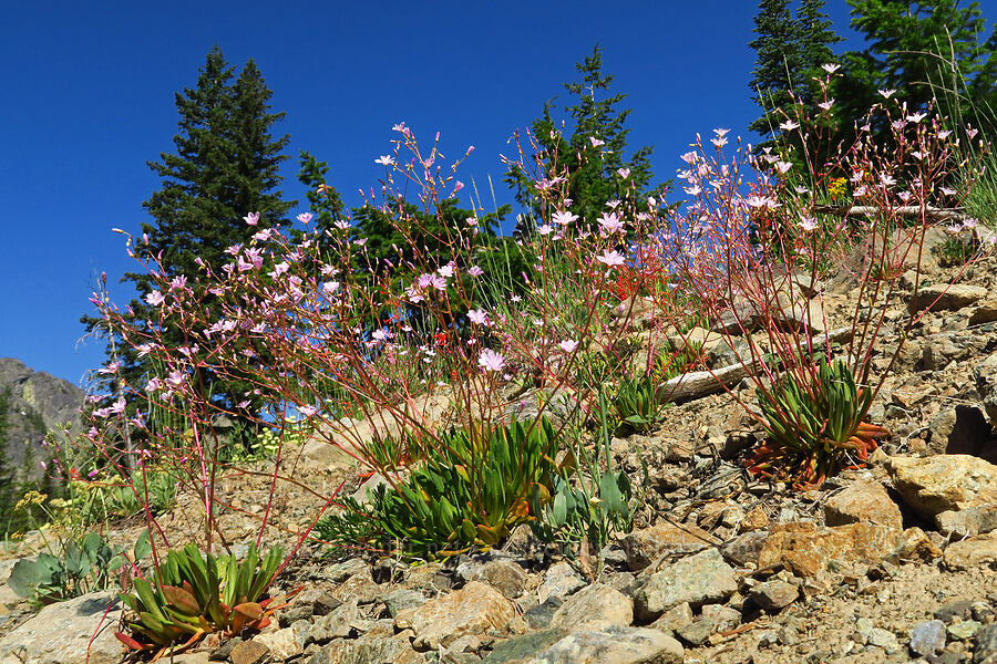 Columbia lewisia (Lewisia columbiana) [Esmeralda Basin Trail, Okanogan-Wenatchee National Forest, Kittitas County, Washington]