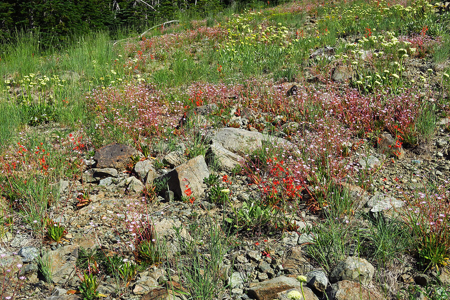 wildflowers (Lewisia columbiana, Ipomopsis aggregata, Eriogonum compositum) [Esmeralda Basin Trail, Okanogan-Wenatchee National Forest, Kittitas County, Washington]