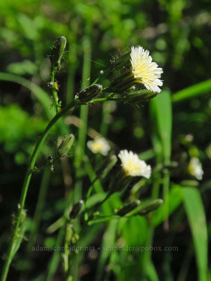 white hawkweed (Hieracium albiflorum) [Esmeralda Basin Trail, Okanogan-Wenatchee National Forest, Kittitas County, Washington]