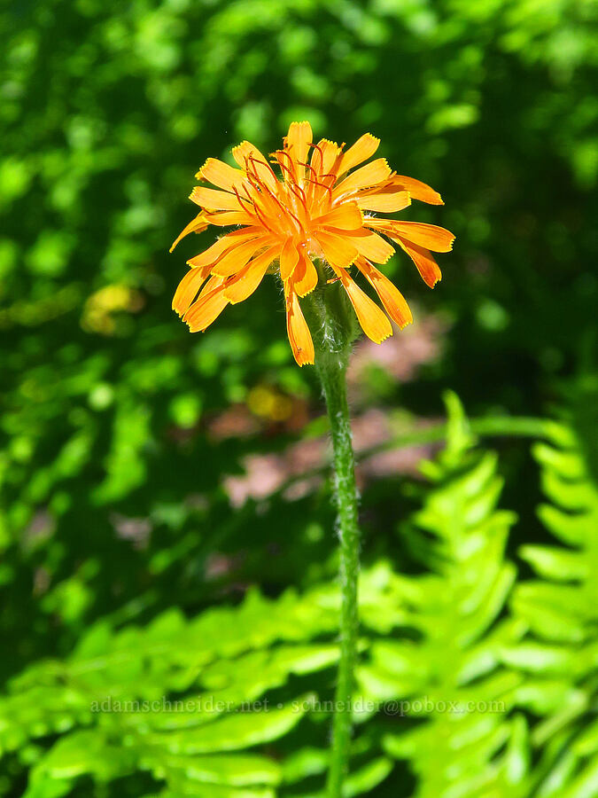 orange agoseris (Agoseris aurantiaca) [Esmeralda Basin Trail, Okanogan-Wenatchee National Forest, Kittitas County, Washington]