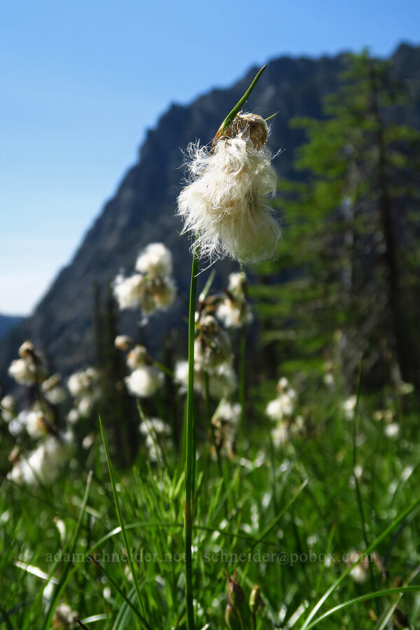 cotton-grass (Eriophorum angustifolium) [Esmeralda Basin Trail, Okanogan-Wenatchee National Forest, Kittitas County, Washington]