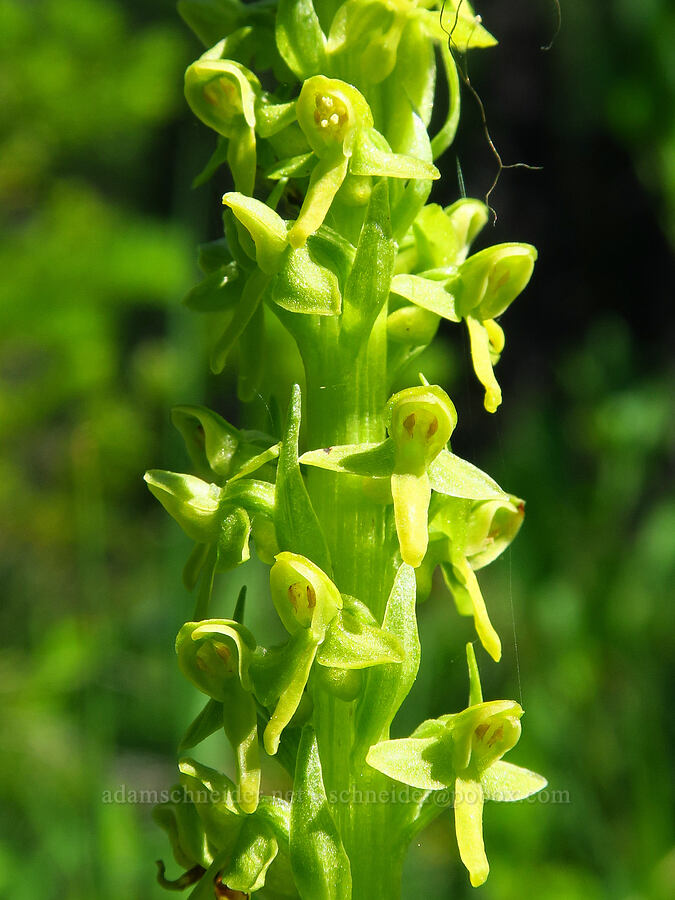 slender bog orchid (Platanthera stricta (Piperia stricta)) [Esmeralda Basin Trail, Okanogan-Wenatchee National Forest, Kittitas County, Washington]