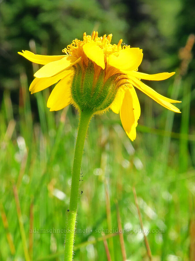 twin arnica (?) (Arnica sororia) [Esmeralda Basin Trail, Okanogan-Wenatchee National Forest, Kittitas County, Washington]