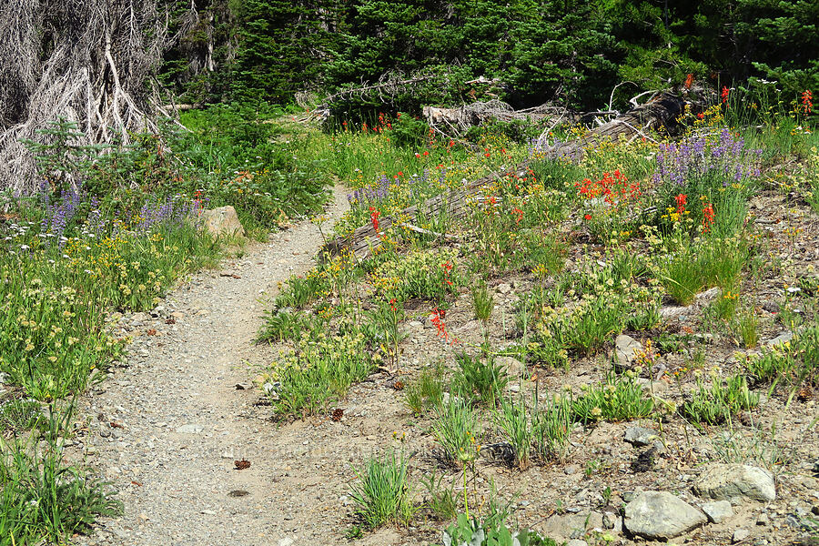 trail through wildflowers (Ipomopsis aggregata, Senecio integerrimus, Phacelia sp., Achillea millefolium, Lupinus sp.) [Esmeralda Basin Trail, Okanogan-Wenatchee National Forest, Kittitas County, Washington]