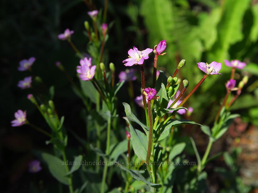 glaucous willow-herb (Epilobium glaberrimum) [Esmeralda Basin Trail, Okanogan-Wenatchee National Forest, Kittitas County, Washington]