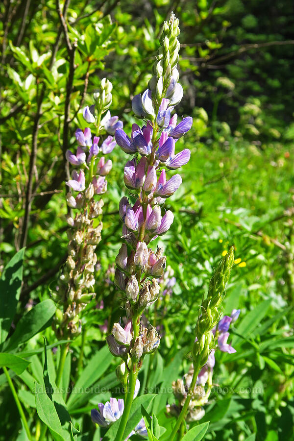 lupine (which?) (Lupinus sp.) [Esmeralda Basin Trail, Okanogan-Wenatchee National Forest, Kittitas County, Washington]