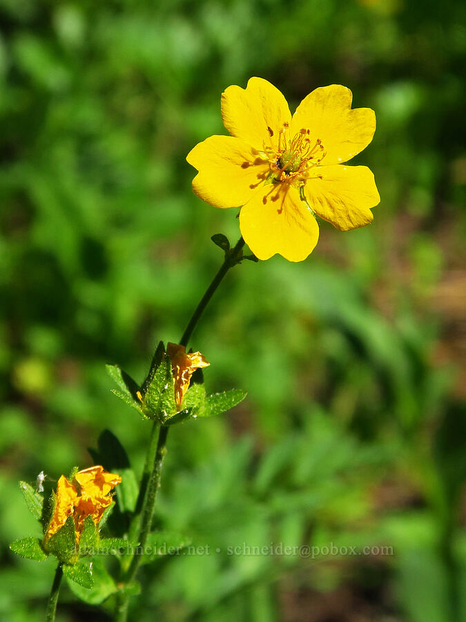 fan-leaf cinquefoil (Potentilla flabellifolia) [Esmeralda Basin Trail, Okanogan-Wenatchee National Forest, Kittitas County, Washington]