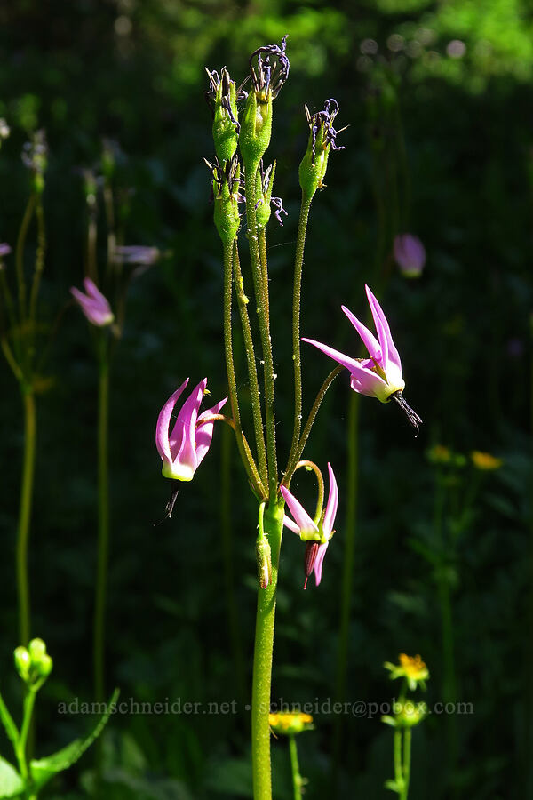 tall mountain shooting-star (Dodecatheon jeffreyi (Primula jeffreyi)) [Esmeralda Basin Trail, Okanogan-Wenatchee National Forest, Kittitas County, Washington]