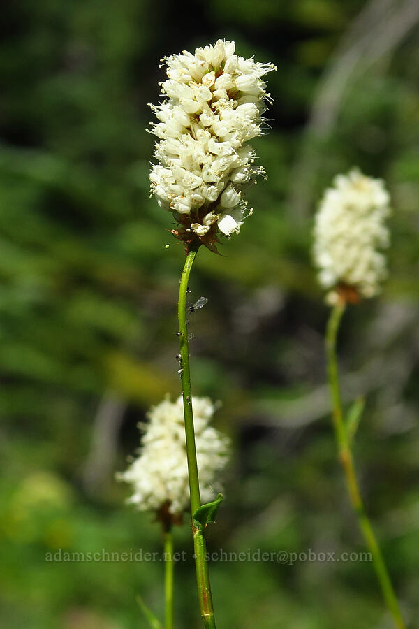 western bistort (Bistorta bistortoides (Polygonum bistortoides)) [Esmeralda Basin Trail, Okanogan-Wenatchee National Forest, Kittitas County, Washington]