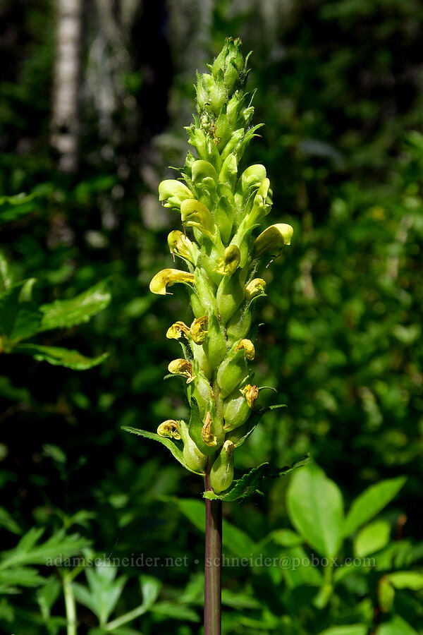 bracted lousewort (Pedicularis bracteosa) [Esmeralda Basin Trail, Okanogan-Wenatchee National Forest, Kittitas County, Washington]