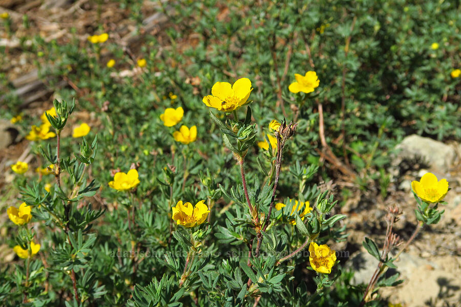 shrubby cinquefoil (Dasiphora fruticosa (Potentilla fruticosa)) [Esmeralda Basin Trail, Okanogan-Wenatchee National Forest, Kittitas County, Washington]