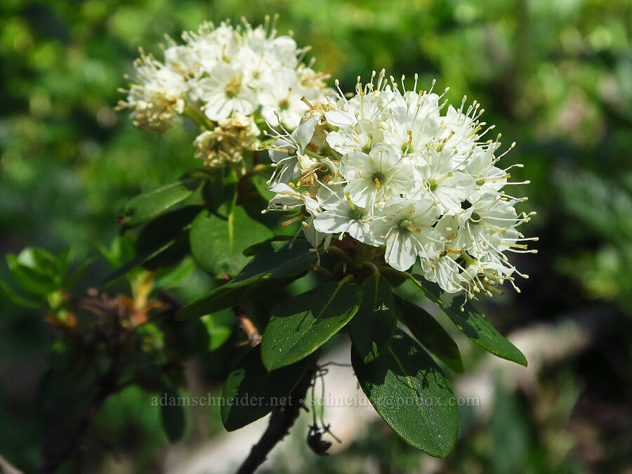 trapper's tea (Rhododendron columbianum (Ledum columbianum) (Ledum glandulosum)) [Esmeralda Basin Trail, Okanogan-Wenatchee National Forest, Kittitas County, Washington]