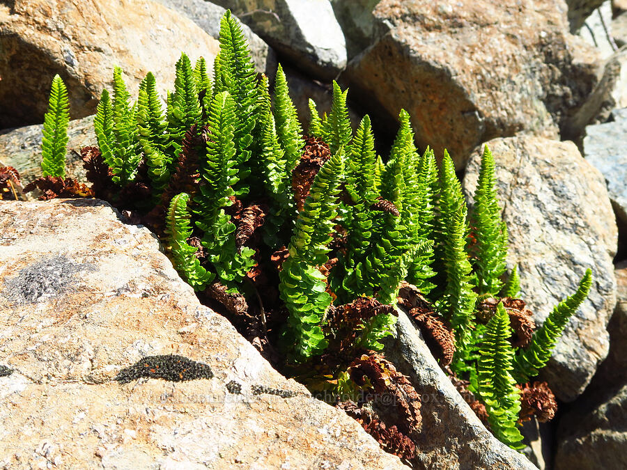 Lemmon's holly fern (Shasta fern) (Polystichum lemmonii) [Esmeralda Basin Trail, Okanogan-Wenatchee National Forest, Kittitas County, Washington]