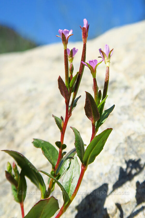 talus willow-herb (Epilobium clavatum) [Esmeralda Basin Trail, Okanogan-Wenatchee National Forest, Kittitas County, Washington]