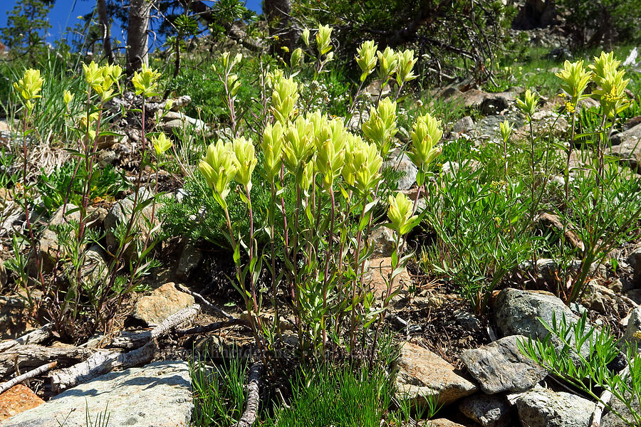 yellow Wenatchee paintbrush (Castilleja elmeri) [Esmeralda Basin Trail, Okanogan-Wenatchee National Forest, Kittitas County, Washington]