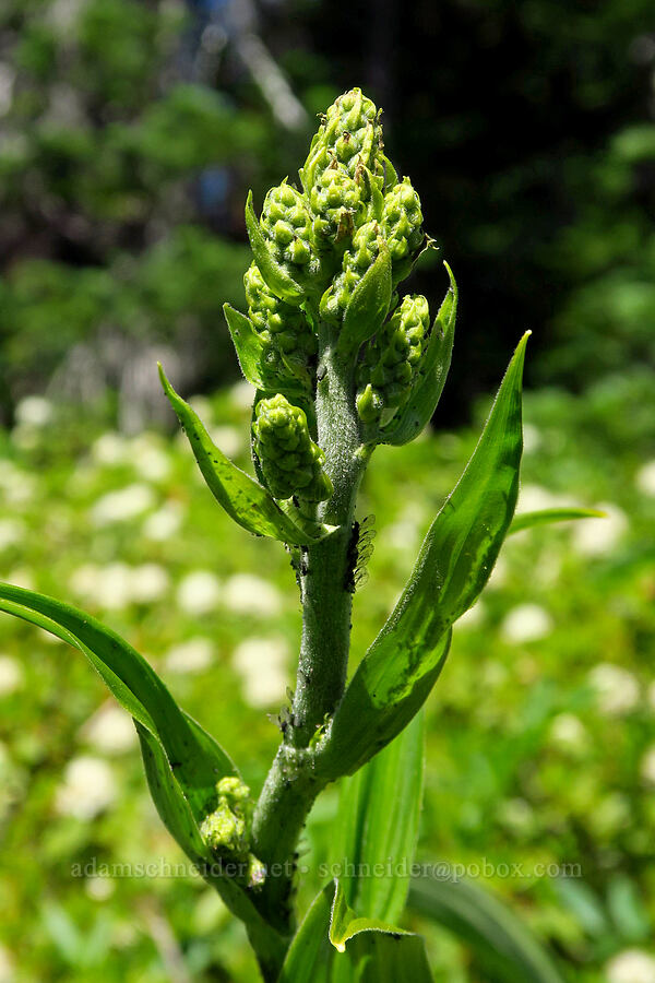 green corn lily (Veratrum viride var. eschscholzianum (Veratrum eschscholtzii)) [Esmeralda Basin Trail, Okanogan-Wenatchee National Forest, Kittitas County, Washington]