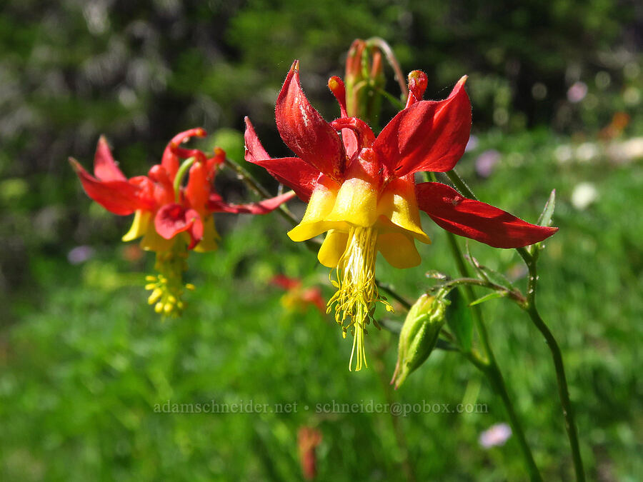 western columbine (Aquilegia formosa) [Esmeralda Basin Trail, Okanogan-Wenatchee National Forest, Kittitas County, Washington]