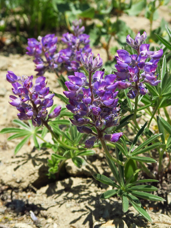 lupine (which?) (Lupinus sp.) [Esmeralda Basin Trail, Okanogan-Wenatchee National Forest, Kittitas County, Washington]