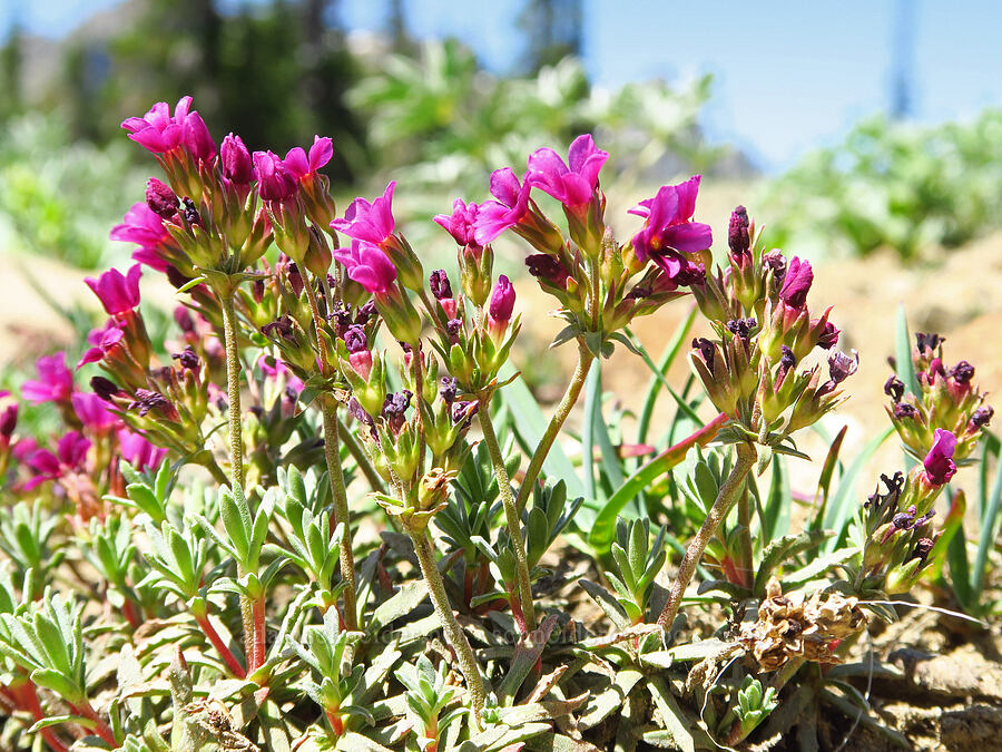 snow dwarf-primrose (Douglasia nivalis (Androsace nivalis)) [Fortune Creek Pass, Okanogan-Wenatchee National Forest, Kittitas County, Washington]