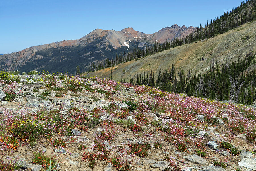 wildflowers & Scatter Peaks (Lewisia columbiana, Ivesia tweedyi (Potentilla tweedyi), Achillea millefolium, Lupinus sp.) [Fortune Creek Pass, Okanogan-Wenatchee National Forest, Kittitas County, Washington]