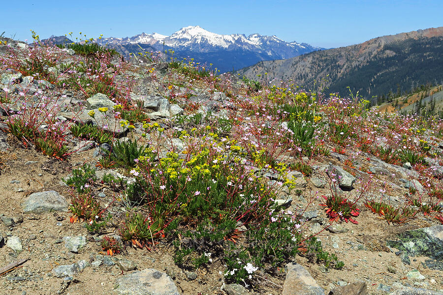 wildflowers & Mt. Daniel (Ivesia tweedyi (Potentilla tweedyi), Lewisia columbiana, Phlox diffusa, Silene sp.) [Fortune Creek Pass, Okanogan-Wenatchee National Forest, Kittitas County, Washington]