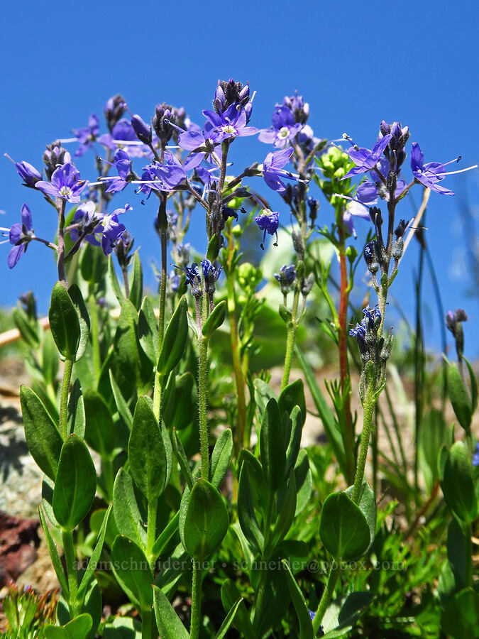 Cusick's speedwell (Veronica cusickii) [Fortune Creek Pass, Okanogan-Wenatchee National Forest, Kittitas County, Washington]