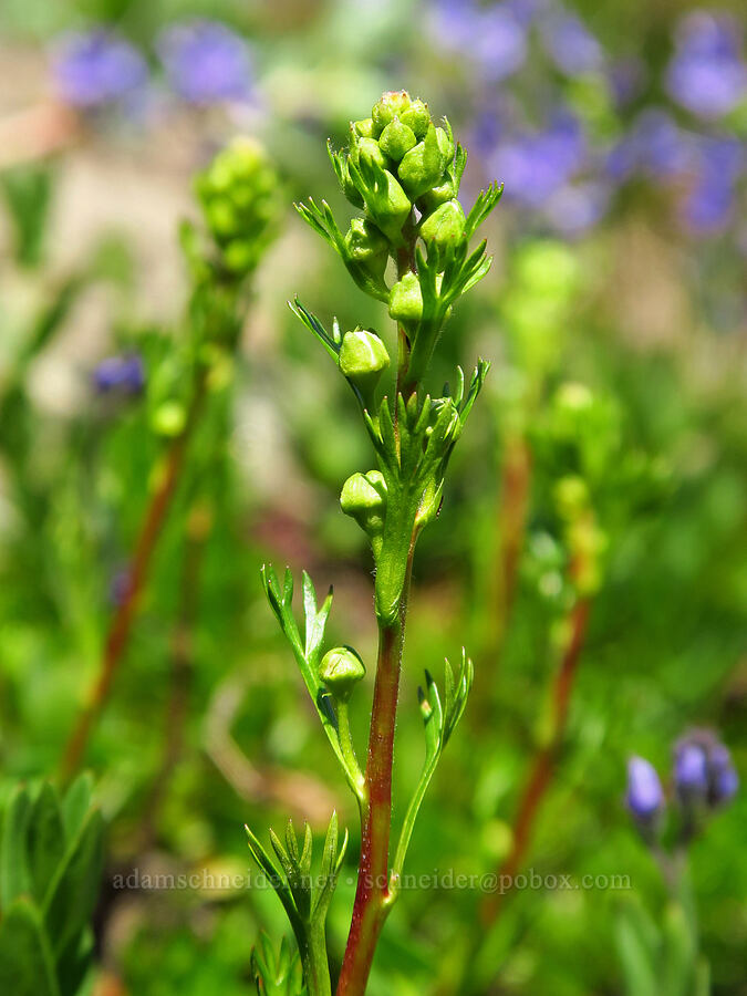 partridgefoot, budding (Luetkea pectinata) [Fortune Creek Pass, Okanogan-Wenatchee National Forest, Kittitas County, Washington]