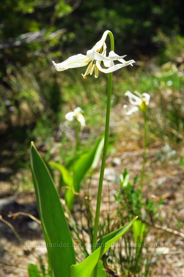 glacier lily, fading (Erythronium grandiflorum) [Fortune Creek Pass, Okanogan-Wenatchee National Forest, Kittitas County, Washington]